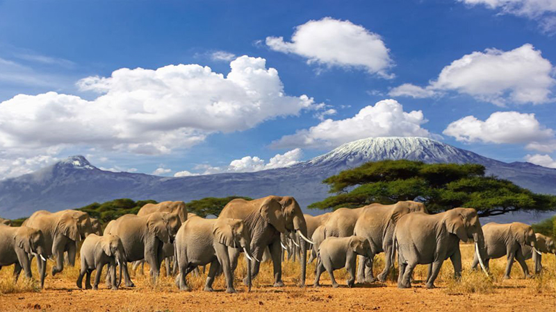 فیل های کنیا
