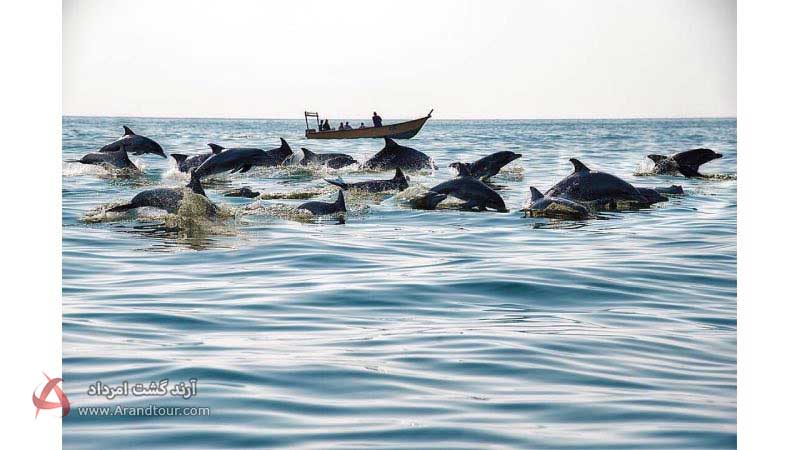 دلفین‌های بازیگوش خلیج‌فارس در جزیره هنگام