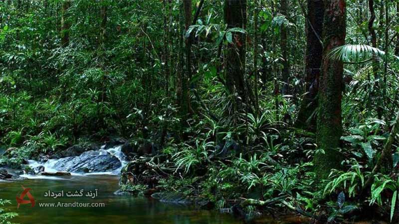 جنگل محافظت شده سینهاراجا از جاهای دیدنی سریلانکا
