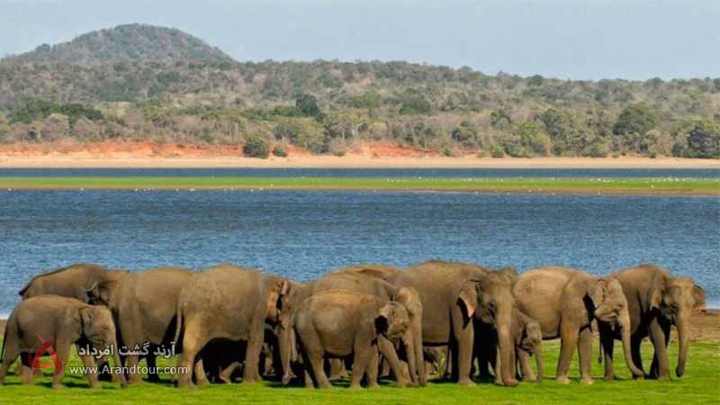 پارک ملی مینریا از جاهای دیدنی سریلانکا