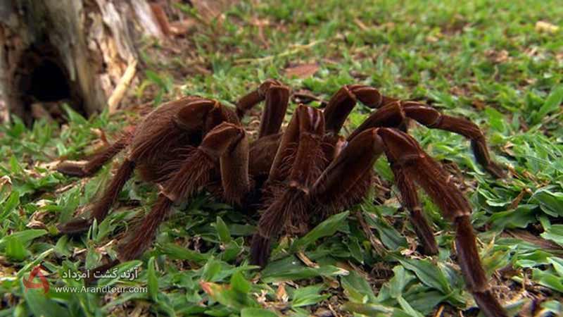 عنکبوت‌های غول‌پیکر از عجایب جنگل‌های آمازون