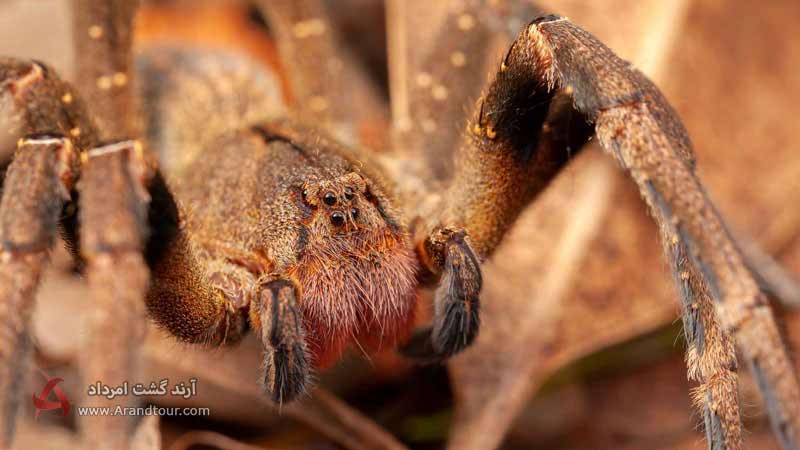 عنکبوت مجسمه‌ساز از عجایب جنگل های آمازون