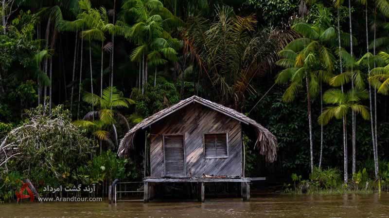 زندگی در جنگل آمازون