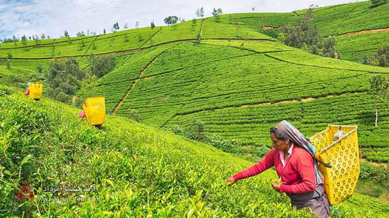 زیباترین مزارع چای سریلانکا