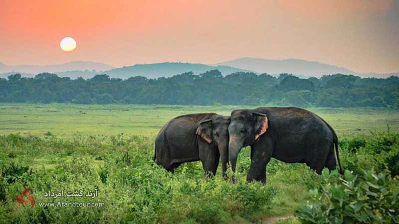 پارک ملی سریلانکا