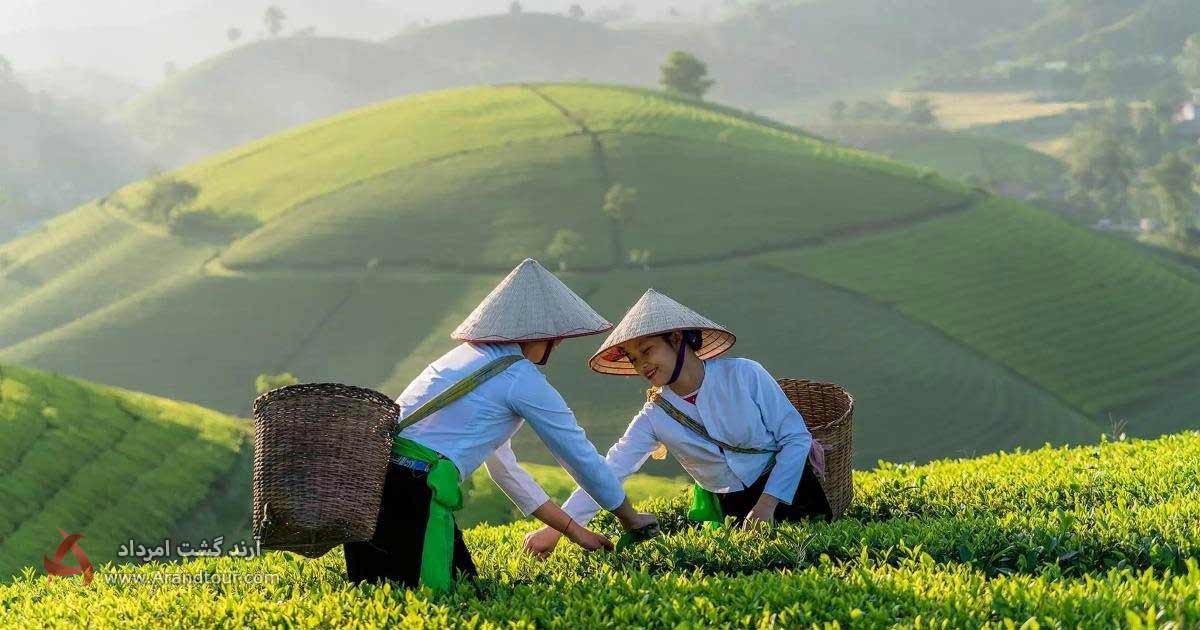 چای ویتنامی