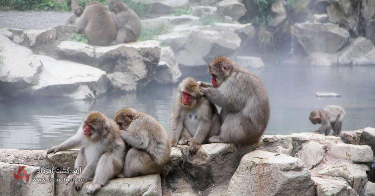 پارک میمون‌های جیگوکودانی، واقع در قلب کوه‌های آلپ ژاپن