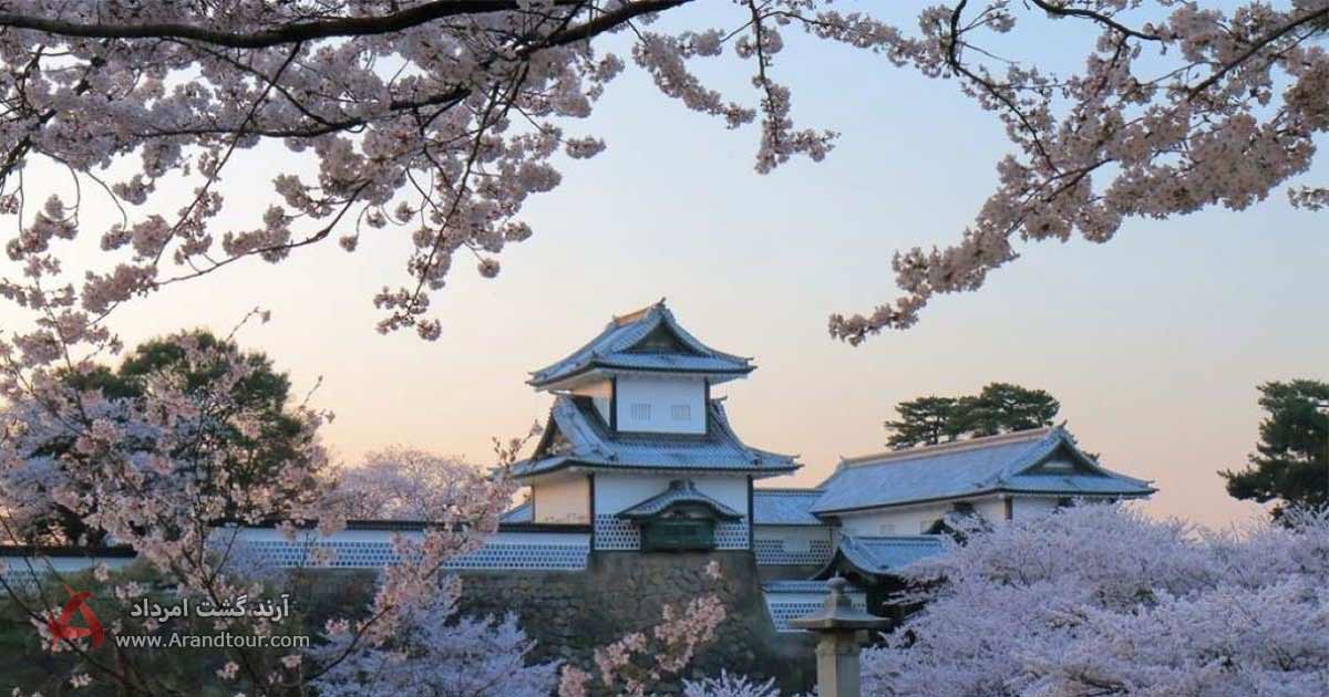 شکوفه‌های گیلاس از زیبایی‌های طبیعت ژاپن