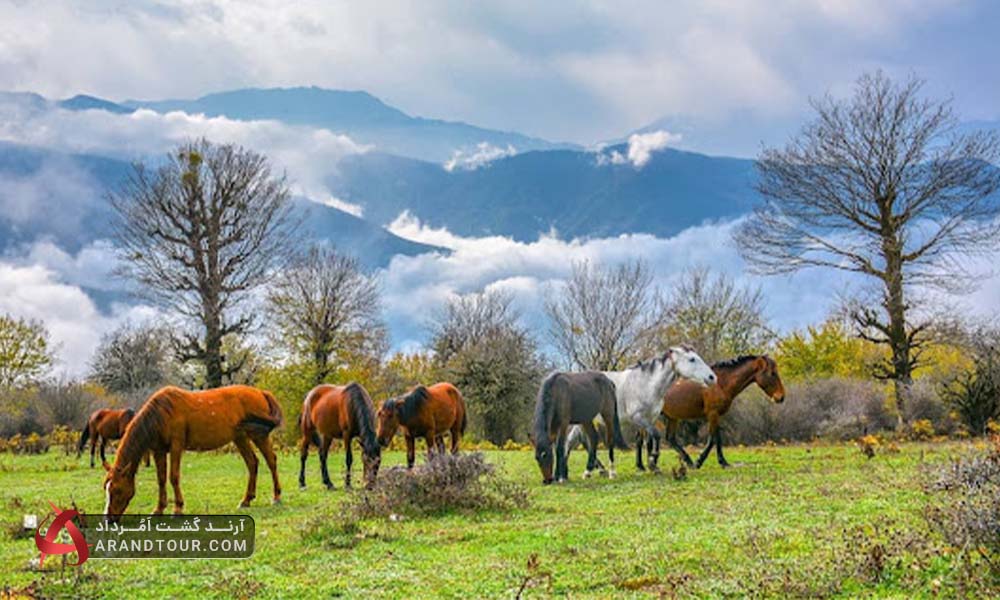 جنگل الیمستان