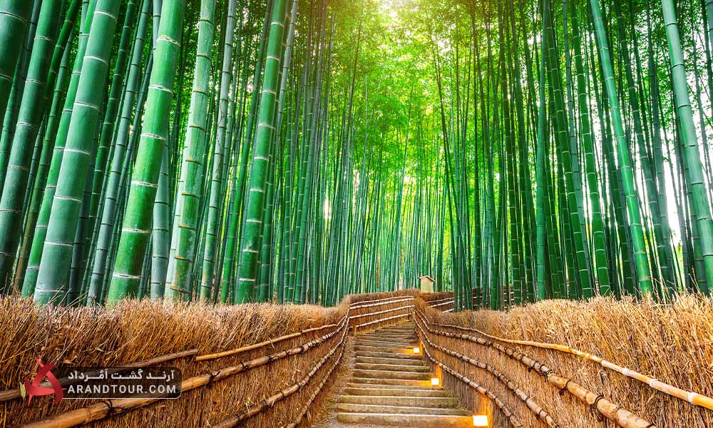 جنگل بامبو آرشایاما در کیوتو ژاپن