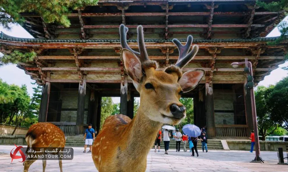 بازدید از شهر نارا در تور ژاپن آرند تور