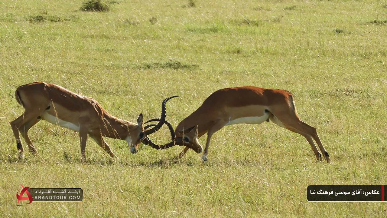 حیات وحش کنیا