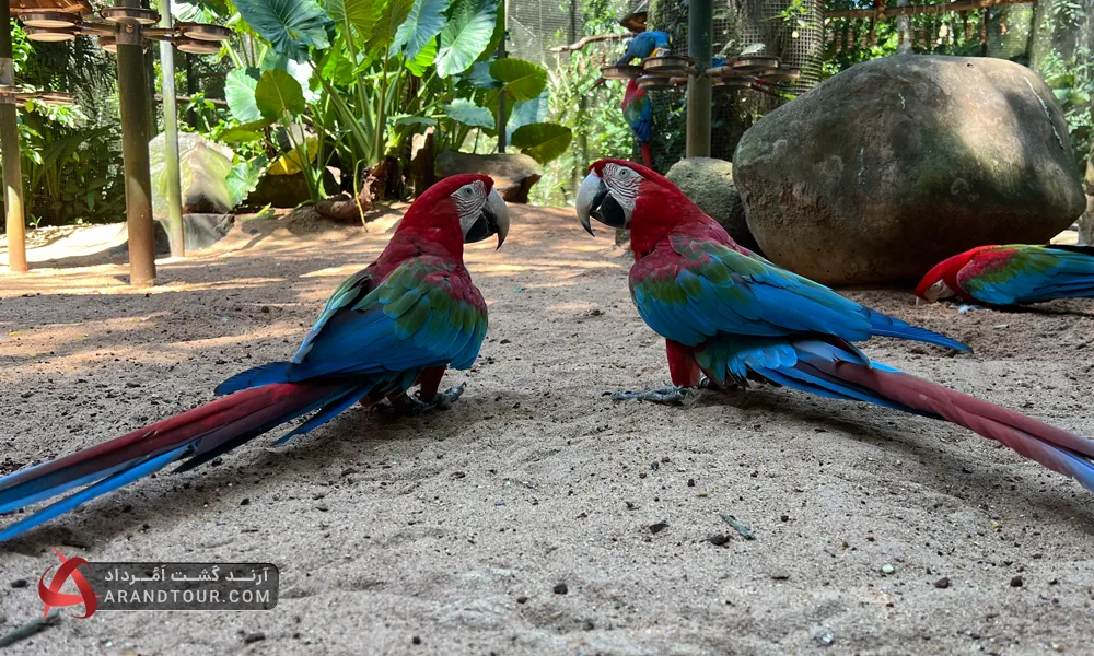 بازدید از حیات وحش برزیل با ارند تور