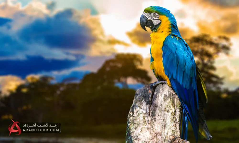 سفر به برزیل با آرند تور