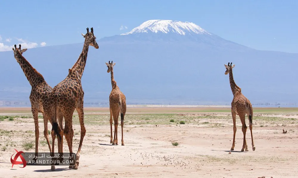 سفر به کنیا و بازدید از حیات وحش آفریقا