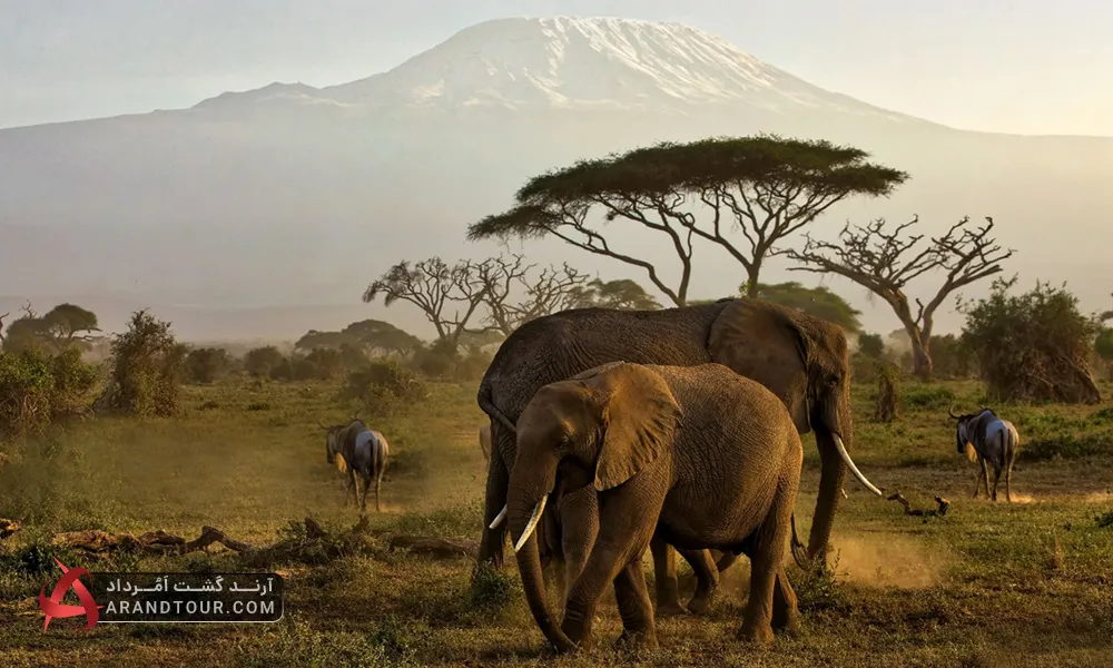 حیات وحش کنیا