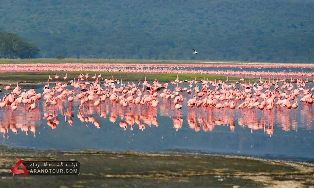 فلامینگوهای صورتی در دریاچه ناکورو کنیا