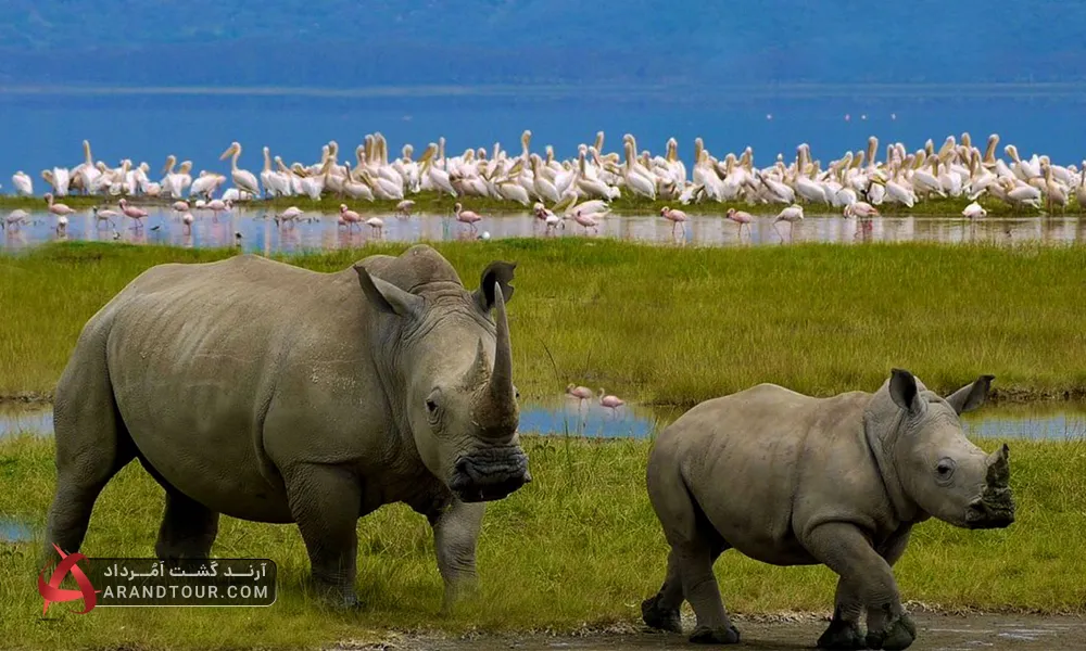 سفر به کنیا با آرند تور