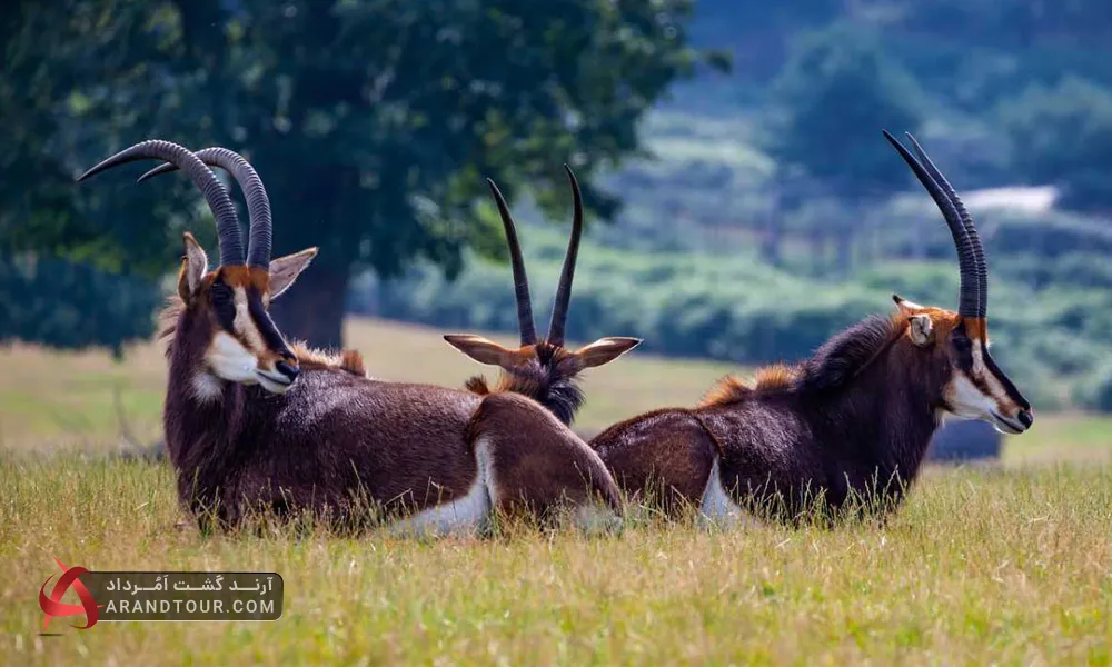 حیات وحش کنیا