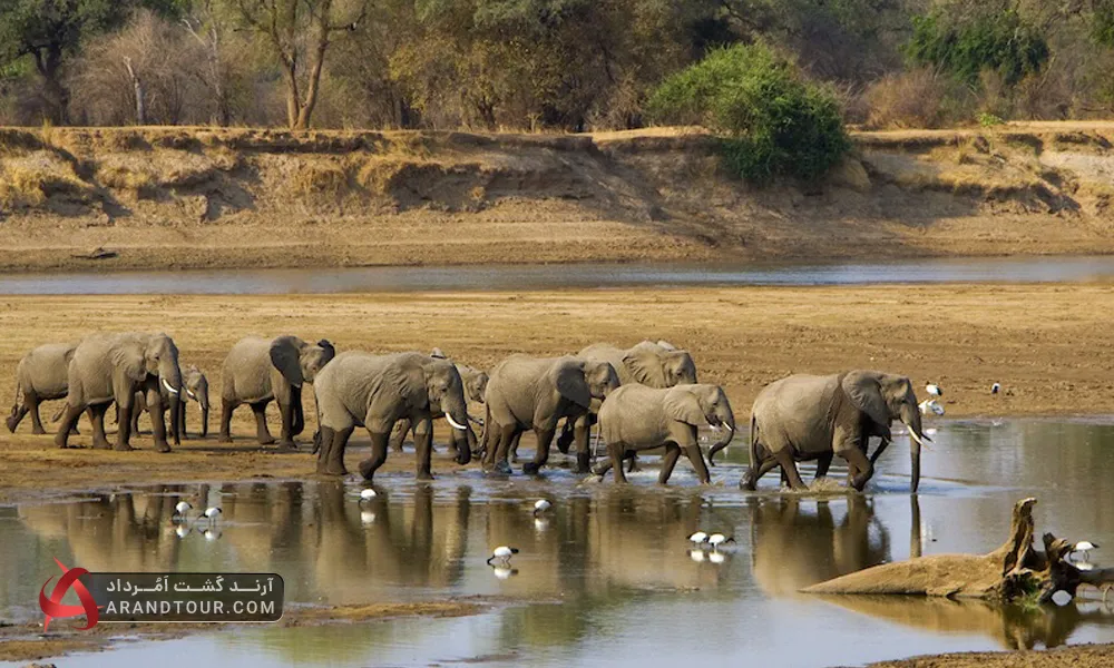 حیات وحش کنیا