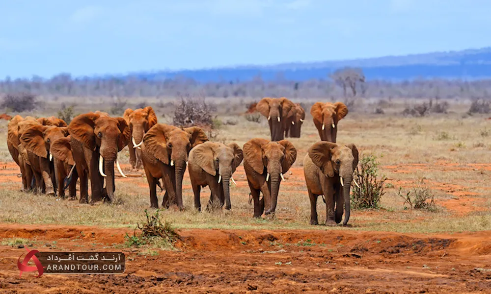 حیات وحش کنیا