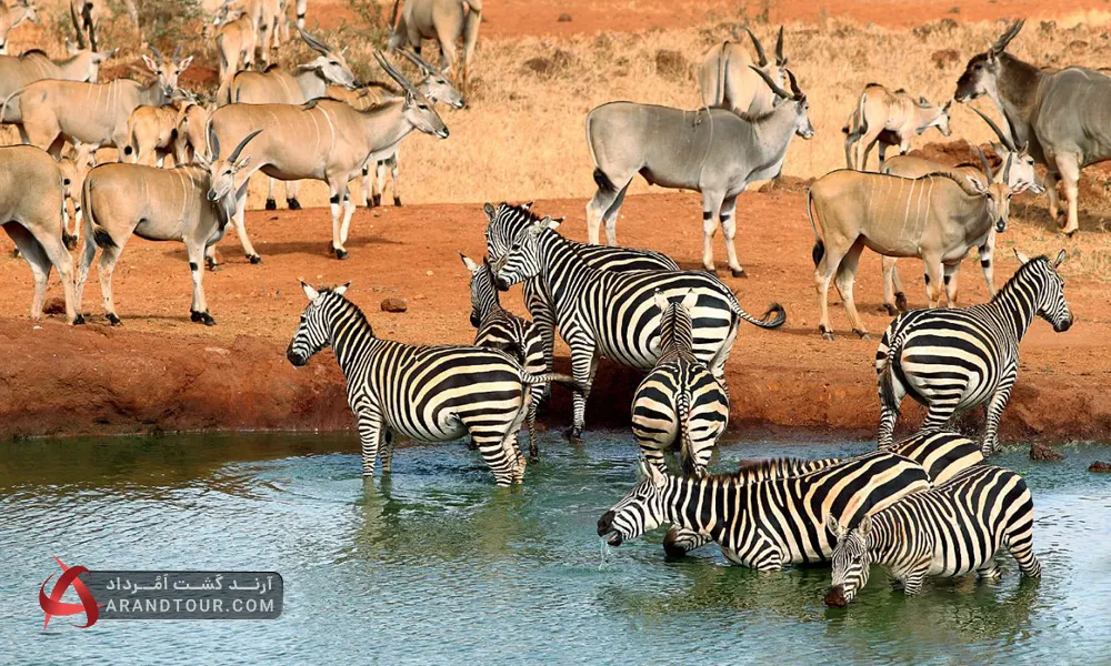 حیات وحش کنیا