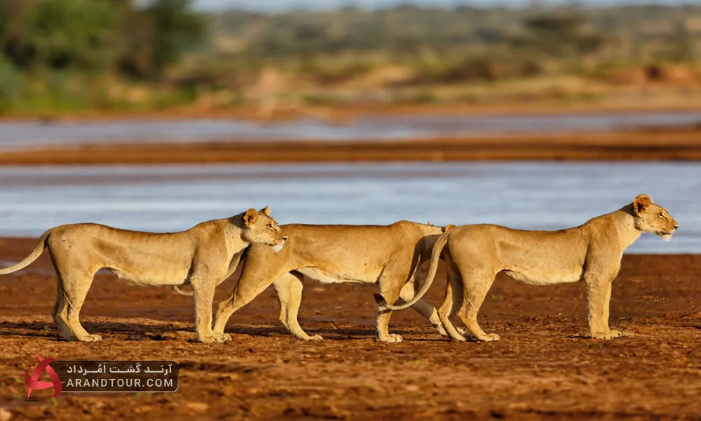 حیات وحش کنیا