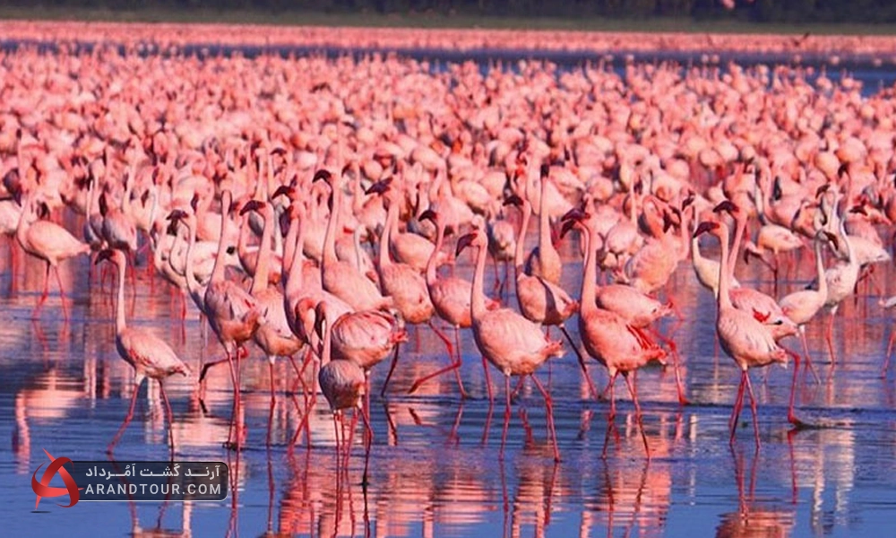 دریاچه ناکورو در دره ریفت کنیا