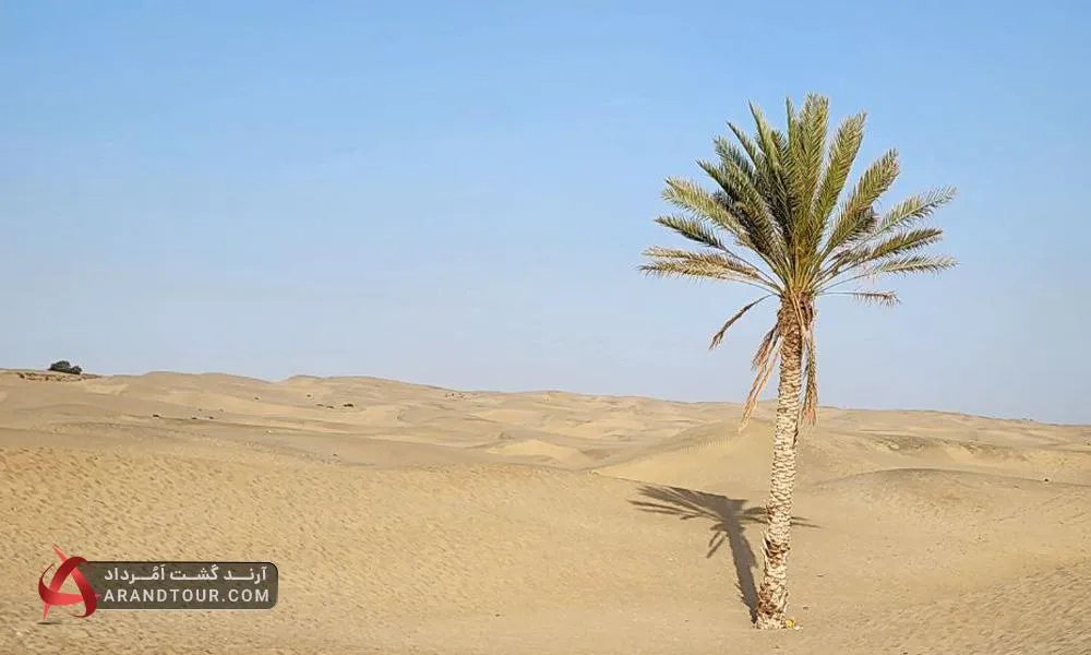 تک درخت نخل چابهار