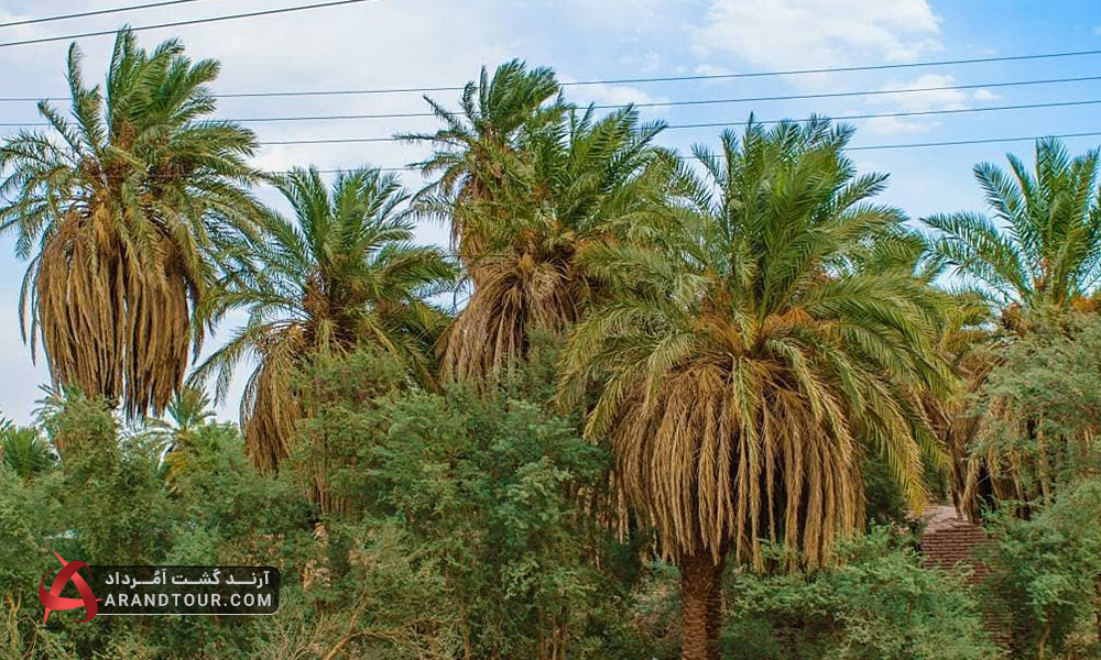 نخلستان های شهداد در کویر لوت
