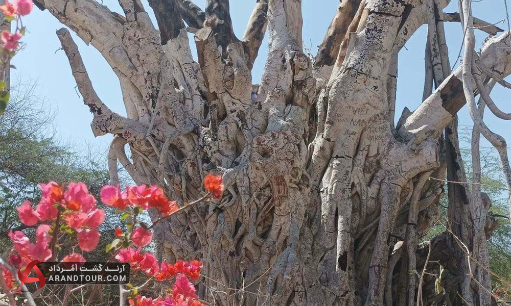 درخت انجیر معابد کیش
