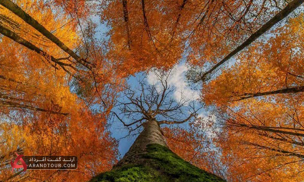 تور یک روزه جنگل راش با آرند تور