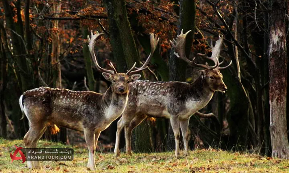 جنگل های هیرکانی، میراث جهانی یونسکو