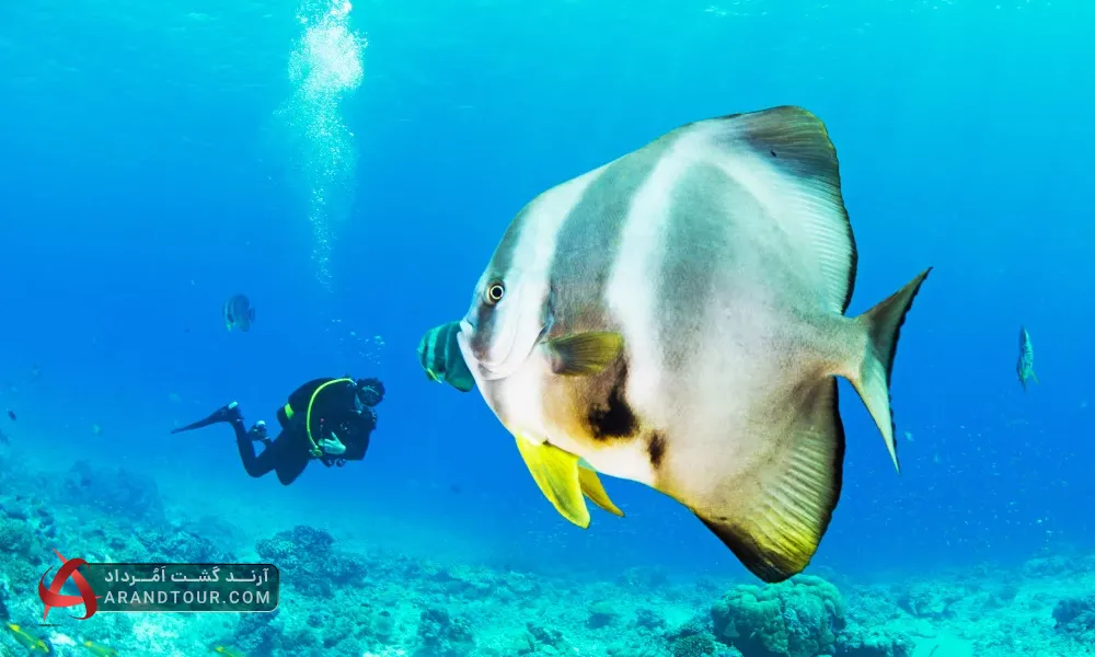 سافاری دریایی