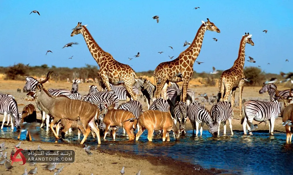 سافاری چیست؟