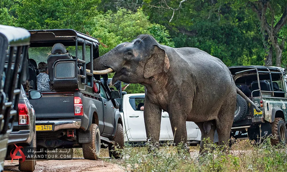 سافاری حیات وحش آفریقا با آرند تور