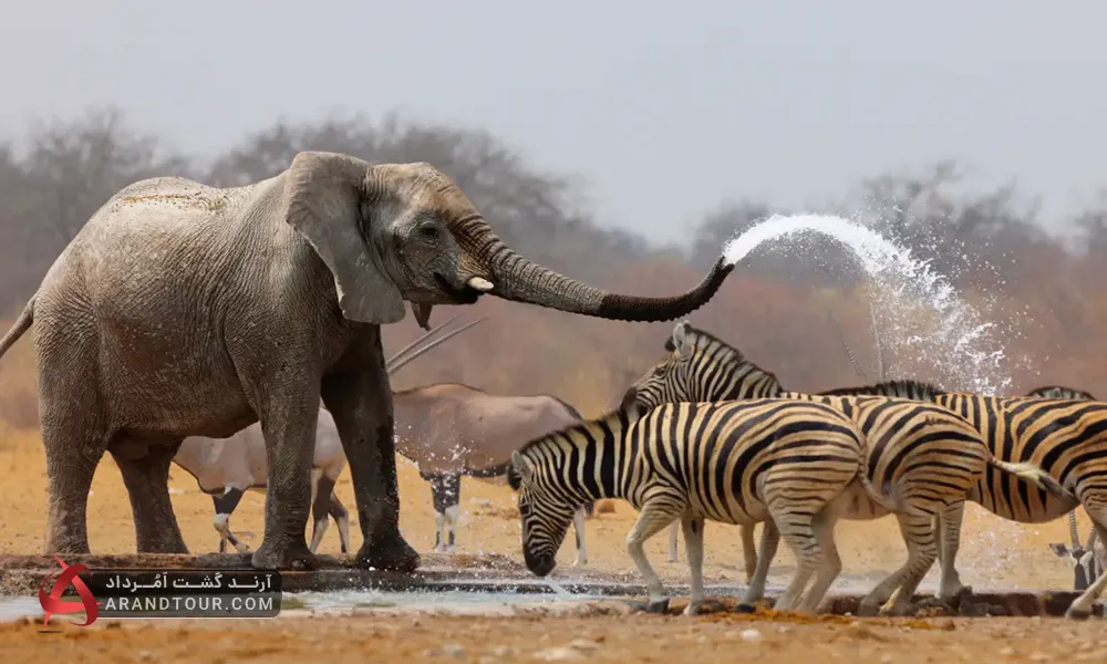 فیل آفریقایی، اولین حیوان عظیم الجثه دنیا