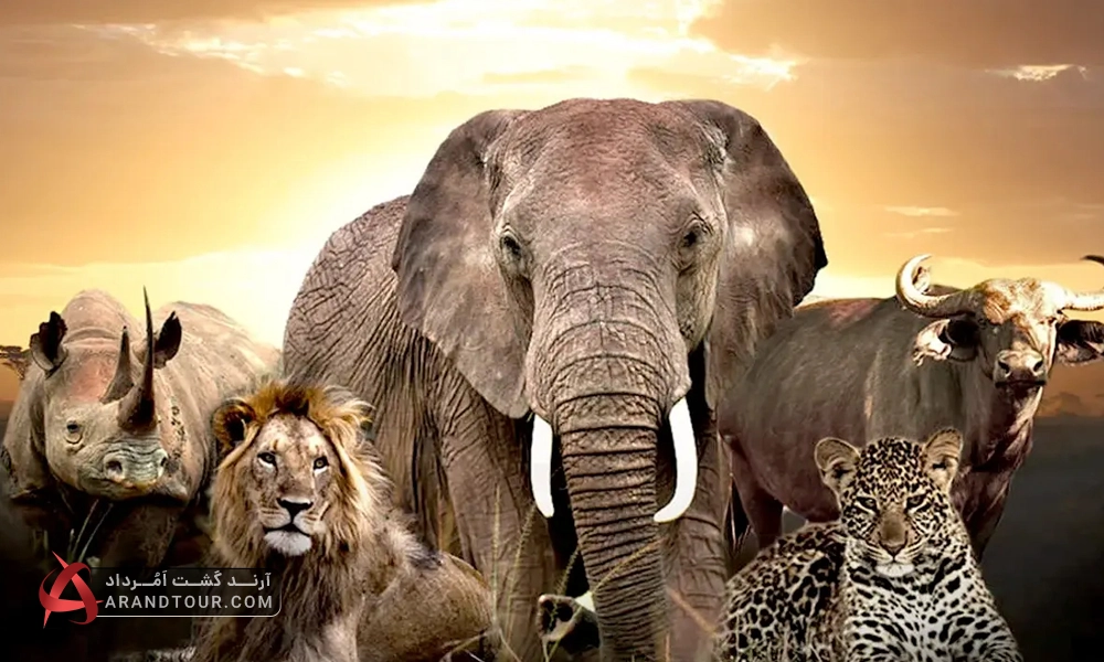 بیگ فایو، پنج حیوان عظیم الجثه دنیا