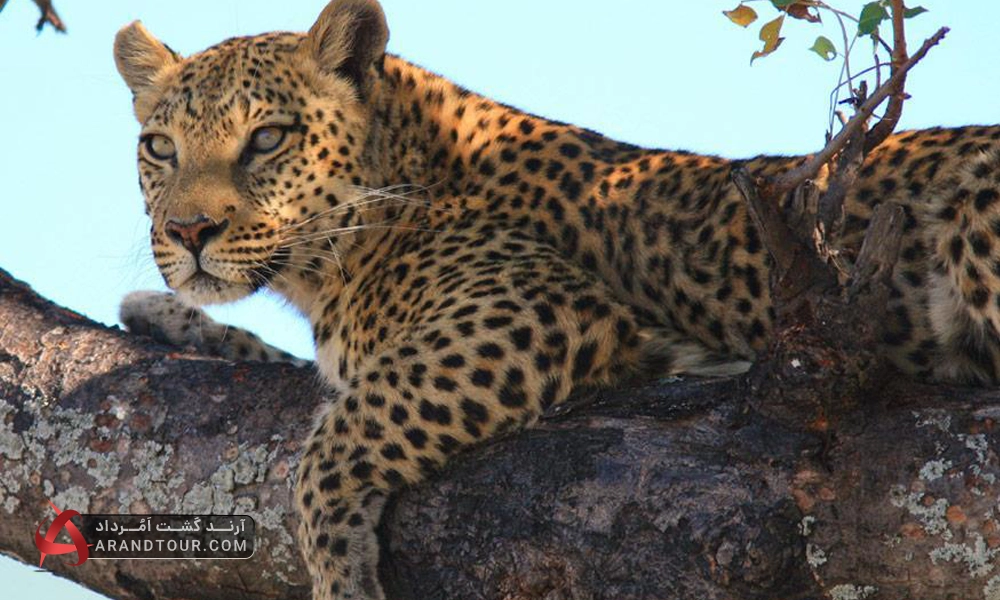 پلنگ آفریقایی، پنجمین حیوان بیگ فایو دنیا