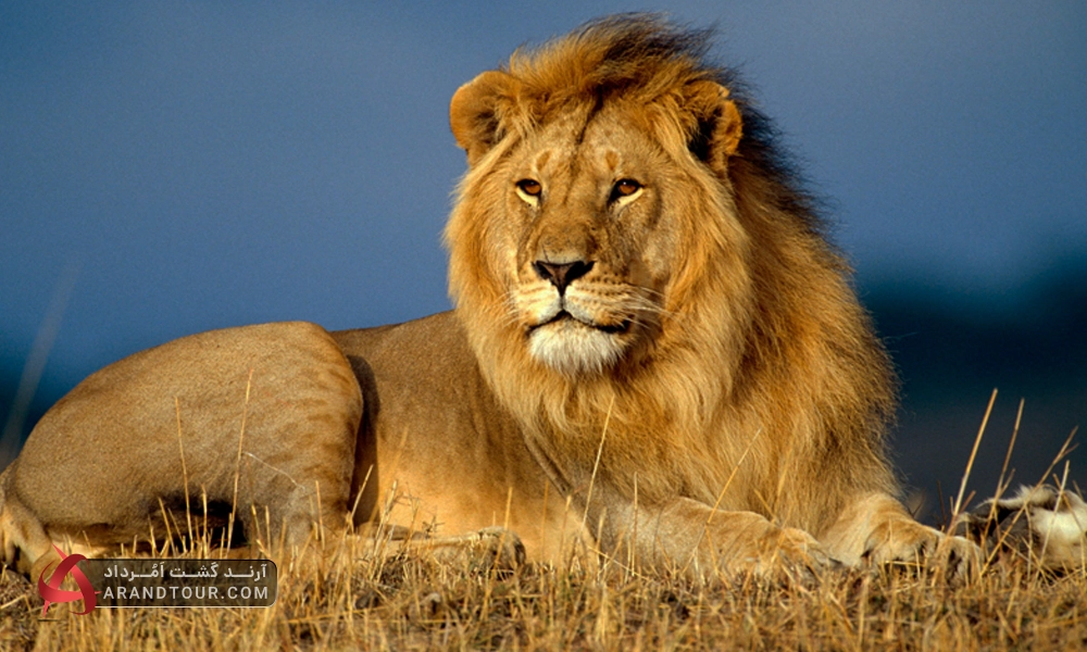 شیرآفریقایی، چهارمین حیوان بیگ فایو دنیا