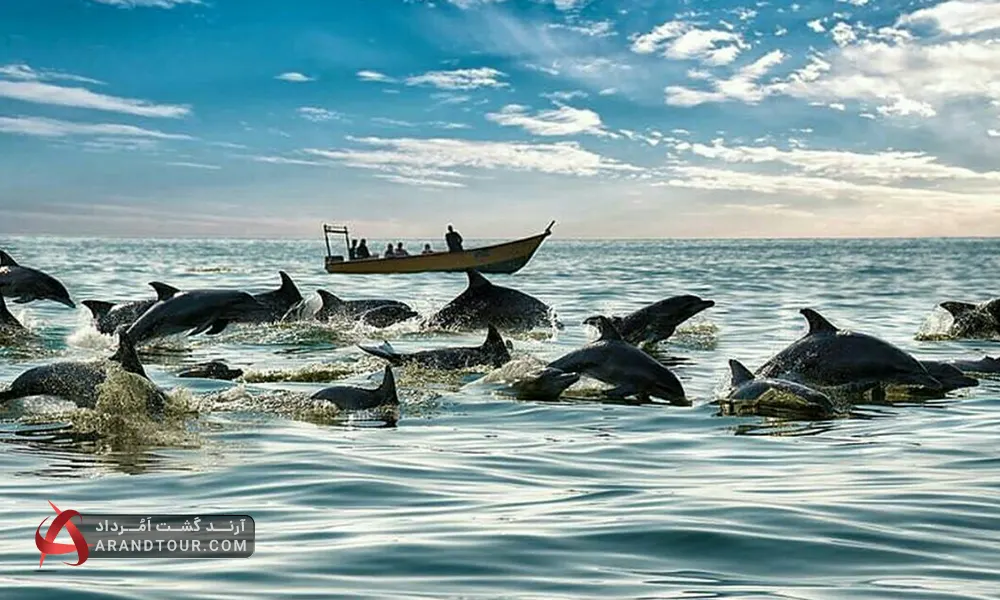 سفر به جزایر جنوب با آرند تور