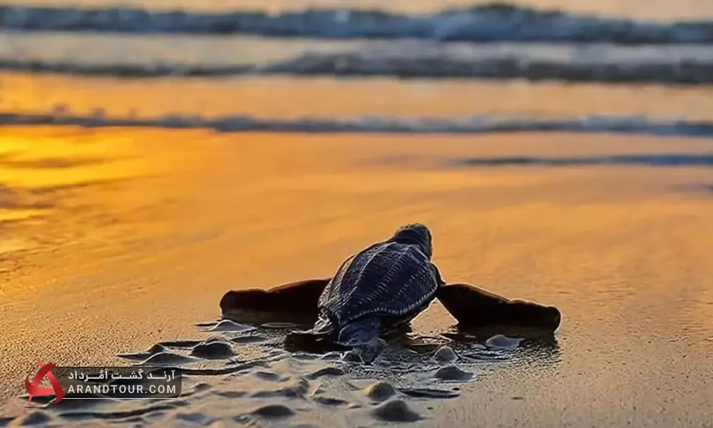 ساحل لاک&zwnj;پشت&zwnj;ها در جزیره هرمز