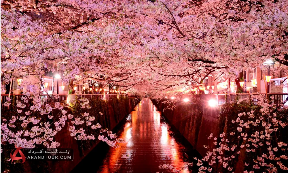 شکوفه های گیلاس ژاپن