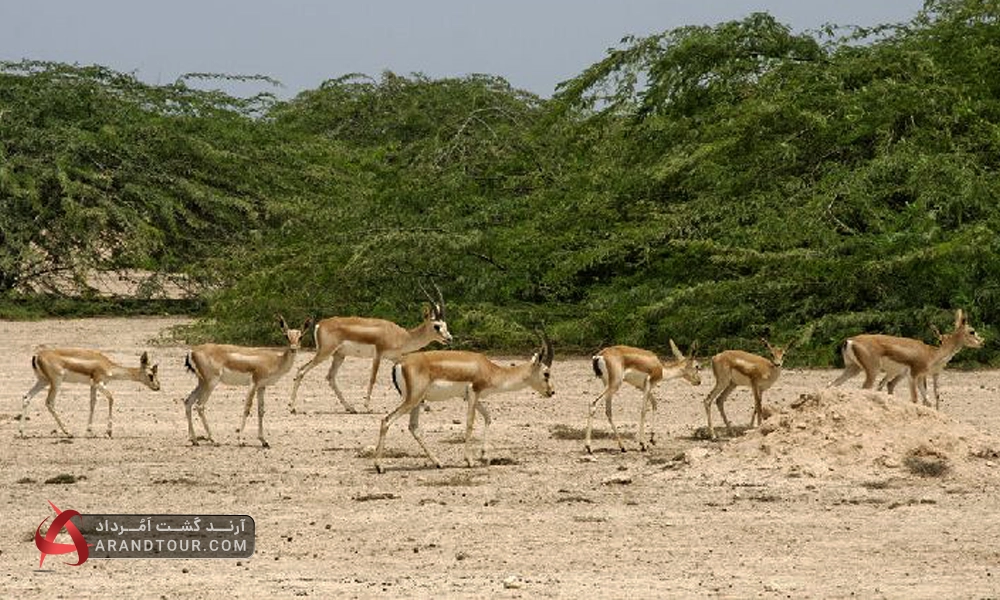 خارک کجاست؟