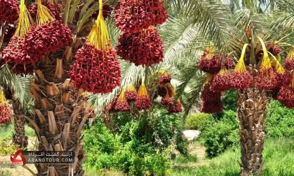 سوغات بوشهر