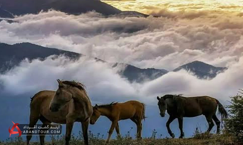 تور یک روزه ییلاق فیلبند آرند تور